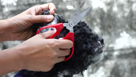 grooming of the head of poodle dog