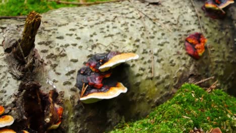 Panning-close-up-shot-of-mushrooms-on-a-fallen-dead-tree