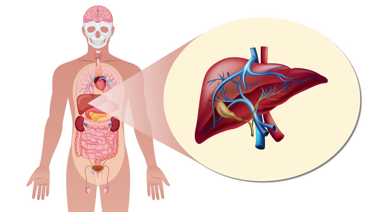 Animated sequence transitions from a full-body anatomical view to a detailed close-up of the human liver, highlighting internal organs with smooth zoom and spotlight effects
