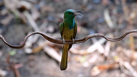 the blue-bearded bee-eater is found in the malayan peninsula including thailand at particular forest clearings