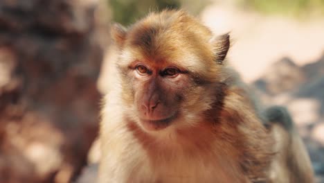 detail of a monkey sitting and scratching itself in the shade in ozoud, morocco