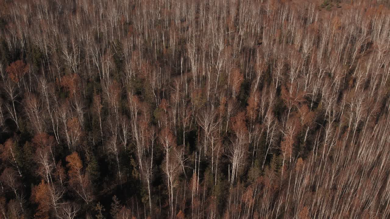 Drone footage of dense birch and mixed forest in late autumn, with bare white trunks and rusty foliage forming a natural pattern in the Ural Mountains, Russia