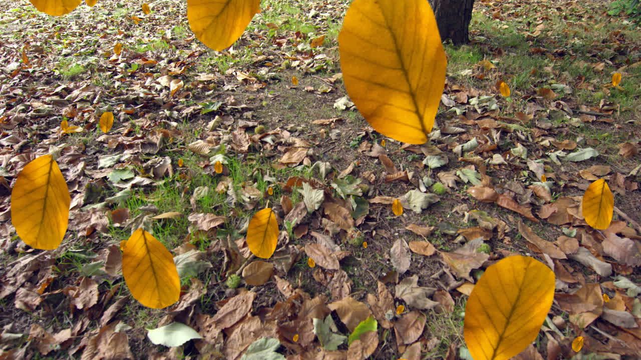 지상 에 쓰러진 잎 들 의 가까운 시야 에 비해 쓰러지는 가을 잎 들 의 애니메이션