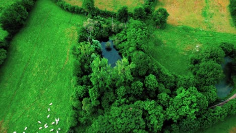 herd of sheeps sleeping in a meadow, aerial view on green trees and pond