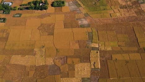 Von-Oben-Betrachtet-Ist-Das-Reife-Reisfeld-Der-Erntezeit-Ein-Meer-Aus-Braun,-Bereit-Für-Die-Hände-Des-Bauern,-Um-Den-Ertrag-Einzubringen