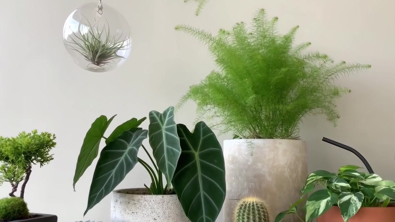 様々な種類の鉢植えの観葉植物とグリーン
