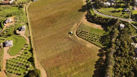 aerial view over the vineyards of onetangi area on waiheke island, new zealand.