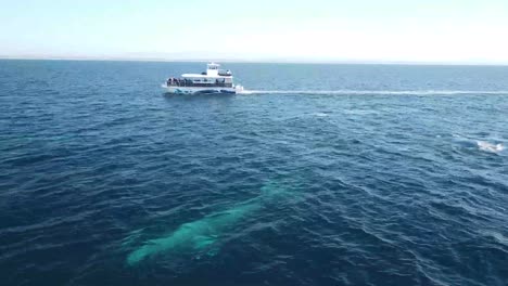 a grey whale surfaces in front of spectators