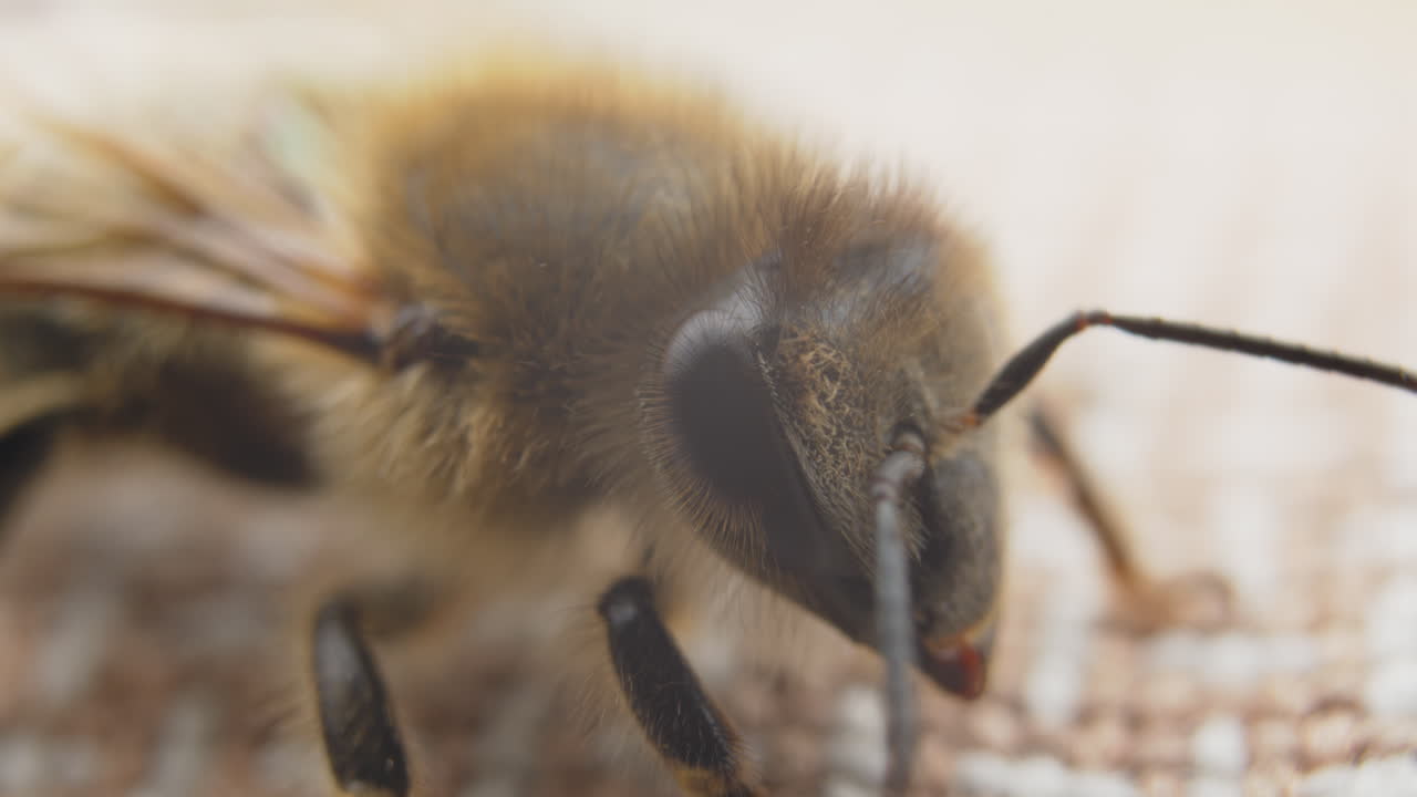 Close-up of a Honeybee