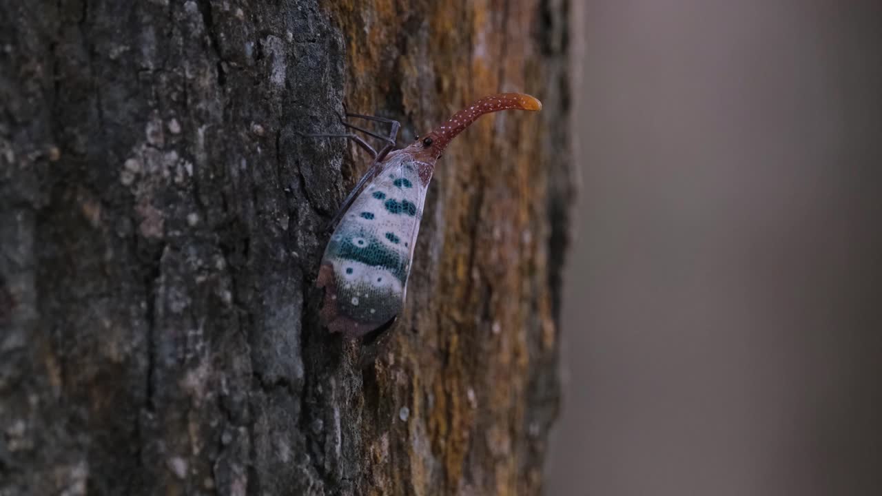 오른쪽 옆으로 움직이는 것을 본 다음 나무 껍질, 랜턴 버그 파이롭스 두칼리스, 카오 야이 국립 공원, 태국의 껍질을 두드립니다.