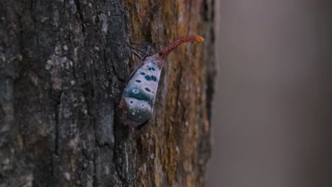 visto moviéndose hacia el lado derecho y luego golpea la corteza del árbol, insecto linterna pyrops ducalis, parque nacional khao yai, tailandia