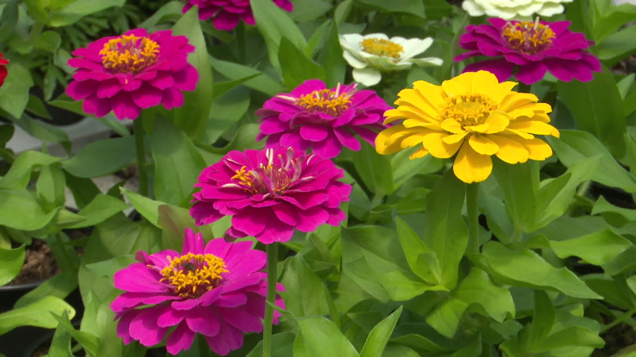 Vibrant Zinnia Flowers in a Display