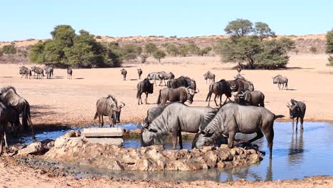 Eine-Verwirrung-Von-Gnus-Versammelt-Sich-An-Einer-Von-Menschenhand-Geschaffenen-Wasserstelle-In-Der-Wüste