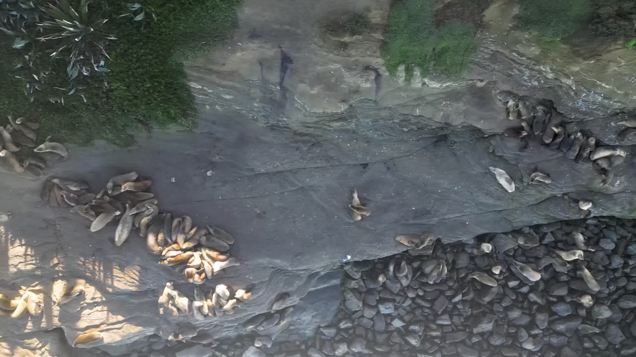 imágenes de drones en 4k de leones marinos tomando el sol y jugando en los acantilados de la jolla cove en san diego, california.