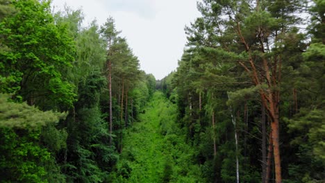 aerial view of verdant forest with towering pine trees