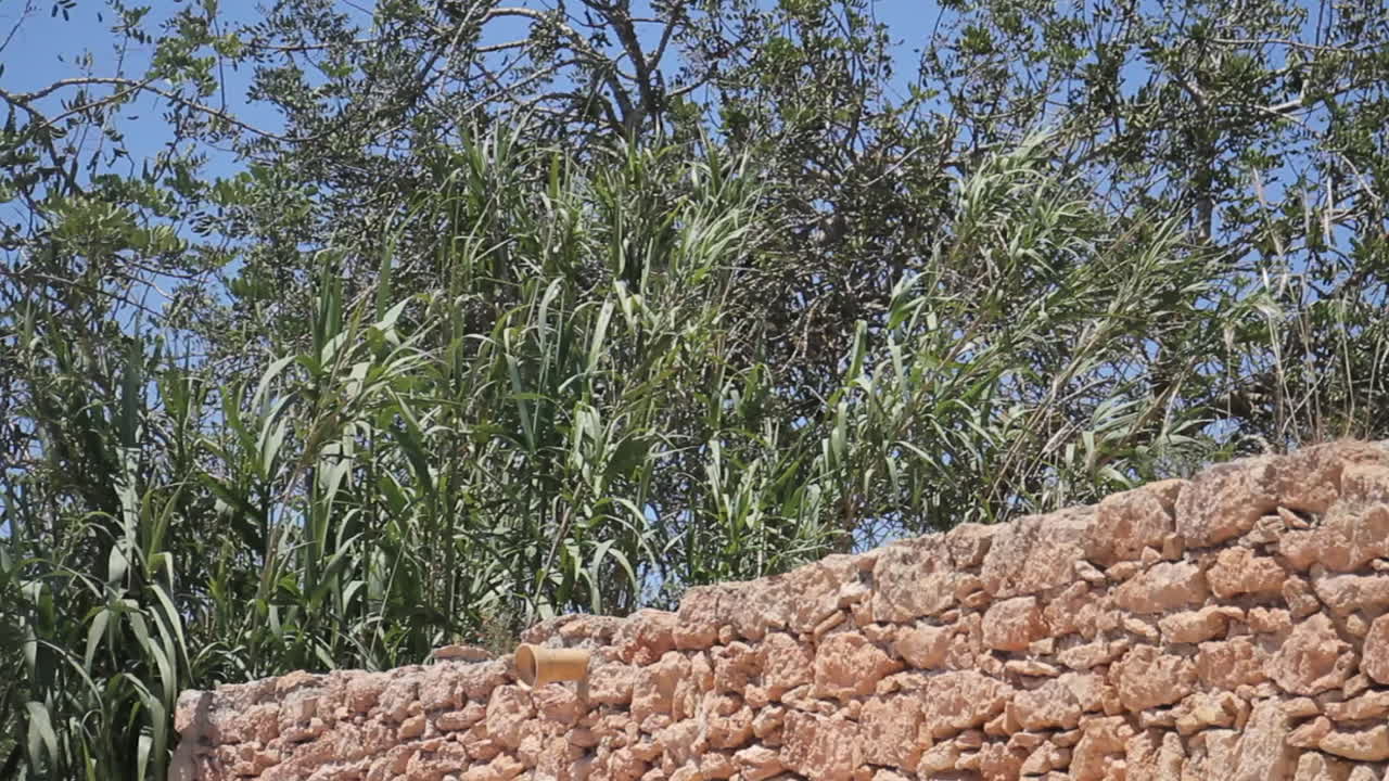 Vegetation and Stone Wall