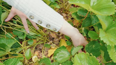 여자 손이 딸기 잎을  ⁇ 고 최고의 빨간색과 매운 열매를  ⁇ 고 있습니다.