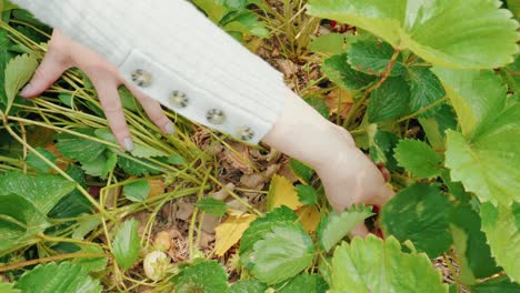 close up of woman hands browsing through strawberry foliage and ripping the best, red and juicy berries