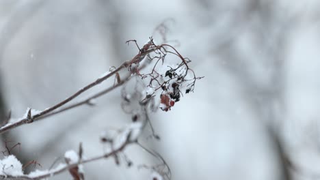 Ramas-De-Los-árboles-En-El-Fondo-De-Las-Nevadas.-Copos-De-Nieve-Cayendo-Por-El-Paisaje-Invernal.