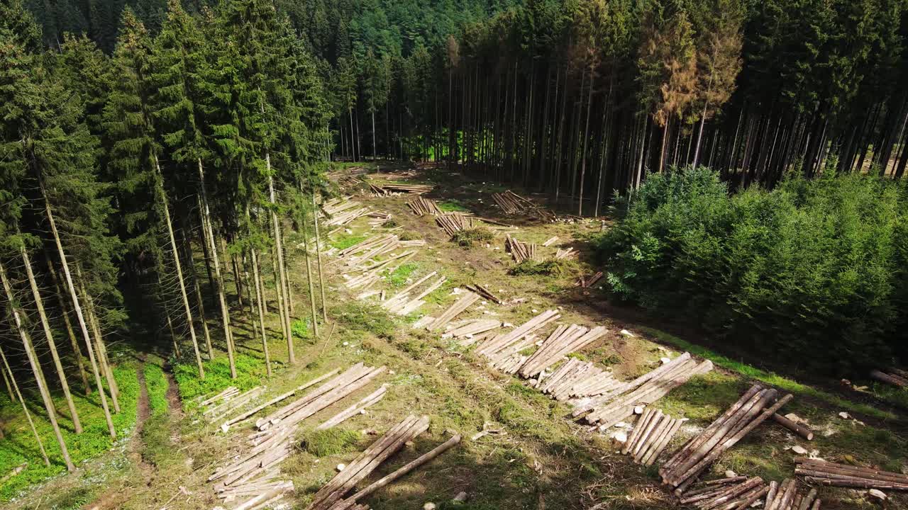 montones de troncos en medio del bosque después de ser cortados por la cosechadora forestal