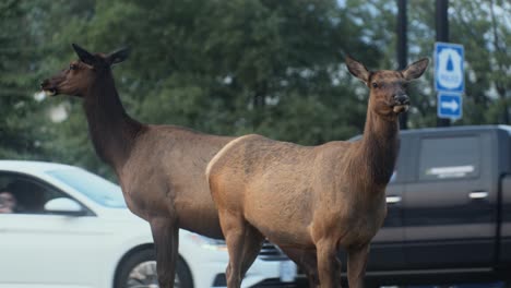 Elchweibchen-Und-Kalb-In-Der-Innenstadt