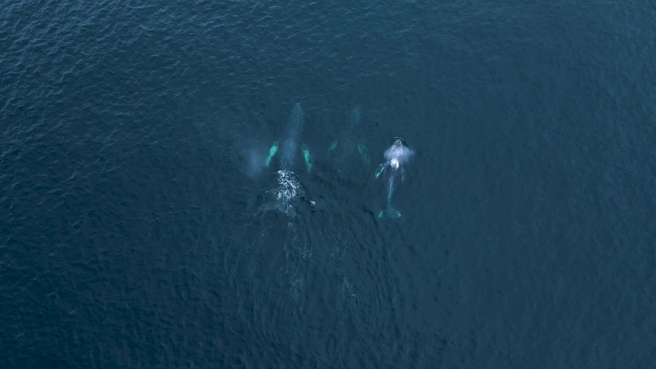 칼스배드를 통해 이동하는 세 마리의 혹등고래
