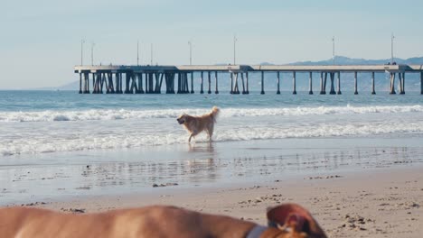 Golden-Retriever-Corriendo-Frente-A-Las-Olas-En-La-Soleada-Playa-Californiana,-Cámara-Lenta