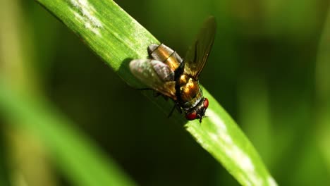 video macro de primer plano de una mosca limpiándose a sí misma
