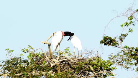 Cigüeñas-Jabiru-De-Pie-En-Su-Nido-Con-Vistas-A-La-Sabana