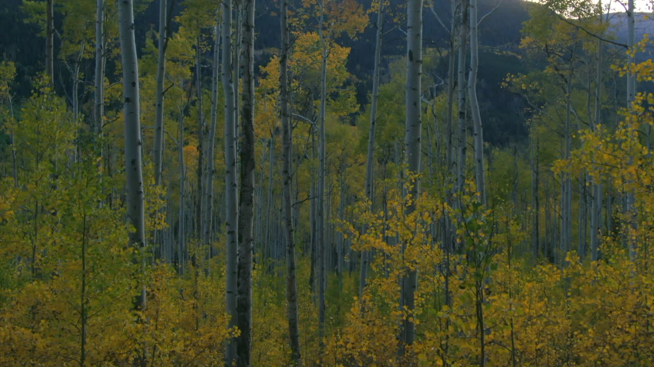 los árboles de aspen cambian a última hora de la tarde el otoño el otoño la independencia pasa aspen colorado cinematográfico movimiento hacia adelante antena