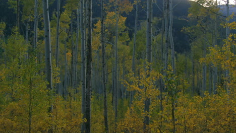 Aspen trees changing late afternoon fall autumn Independence Pass Aspen Colorado cinematic forward motion aerial