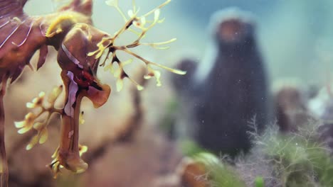 leafy sea dragon with eggs macro close ups 4k slow motion