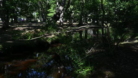 Forest-stream-in-dappled-sunlight-with-rippling-water-in-summer-in-the-New-Forest-Hampshire-UK