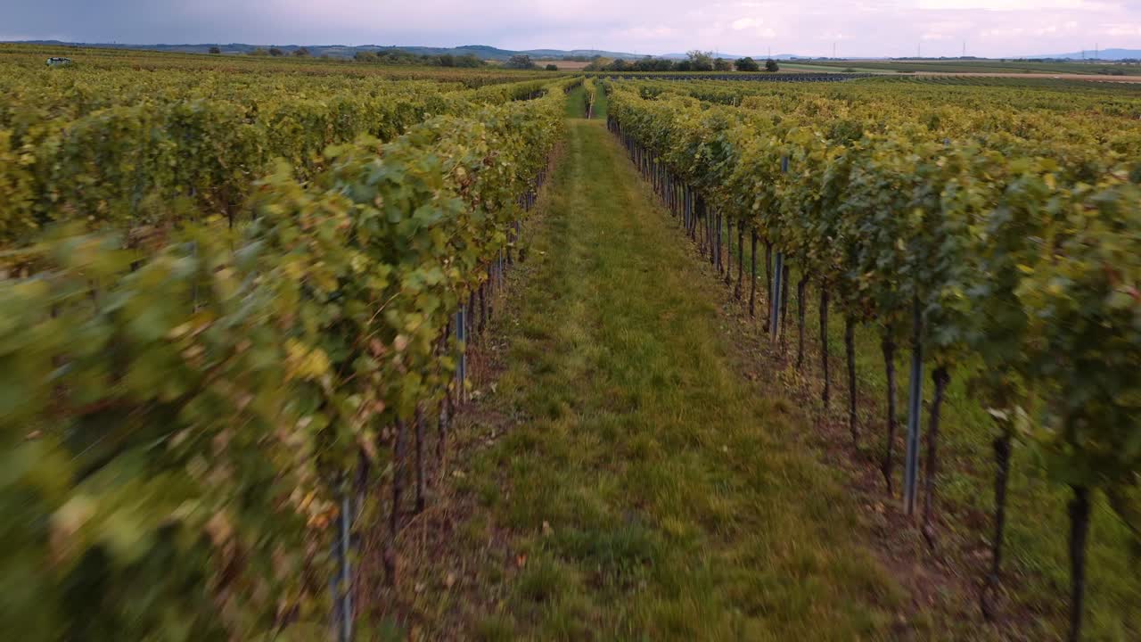 Low drone flight over lush vineyard rows on wine estate