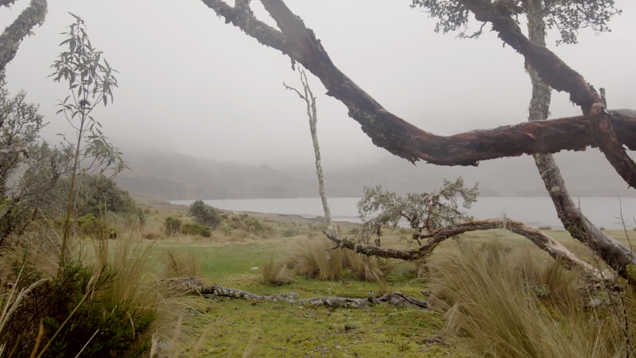 cloud forests, vegetation and lagoon, steady cam