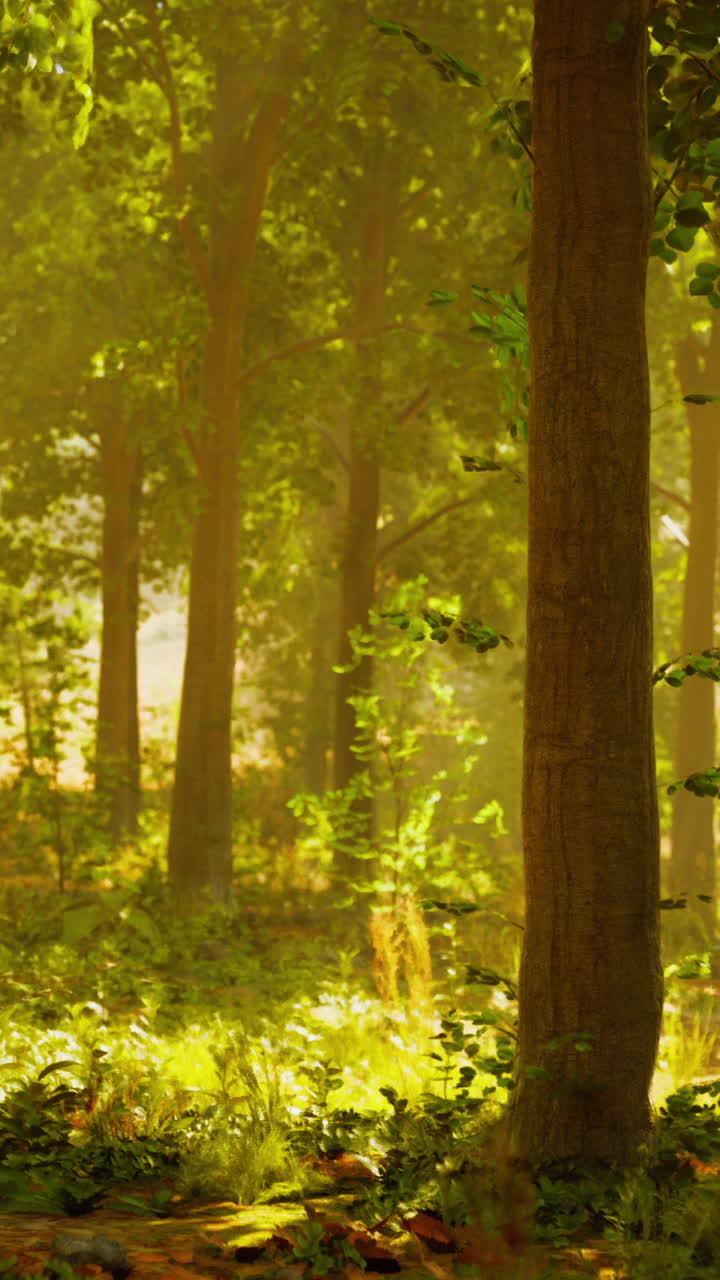 빛이 비치는 숲길