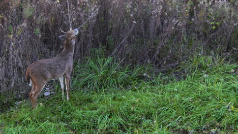 whitetail buck making a rub  slow motion