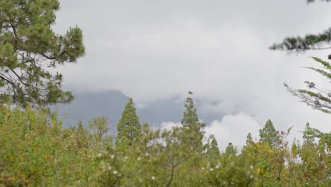 paisaje montañoso brumoso y vegetación verde de la isla de tenerife