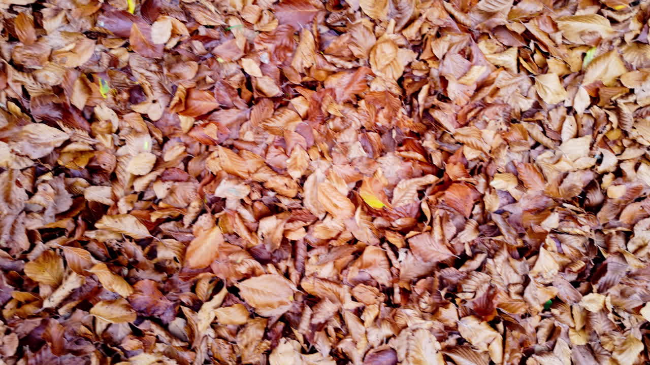 Top view of colorful autumn leaves covering the ground in the park