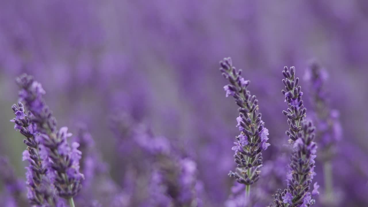 fondo de lavanda con abeja en el jardín