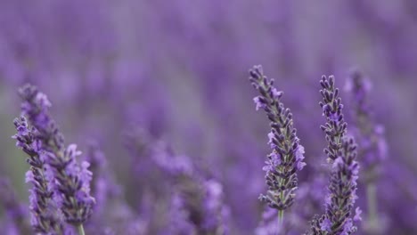 Lavendelhintergrund-Mit-Biene-Im-Garten