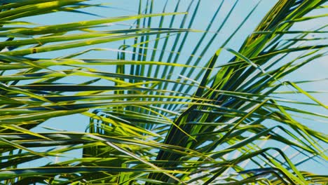 hojas de palma de un cocotero que sopla en el viento, aisladas en las ramas y el cielo