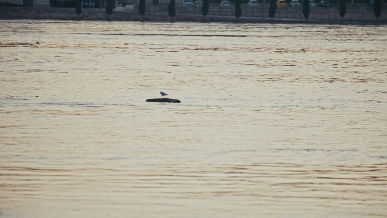 bird perched on a floating piece of wood drifting on floodwater during the 2024 Budapest flood