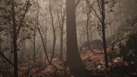 Bosque-Cambiante-De-Fantasía-En-Otoño