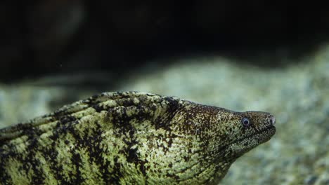 moray eel slowly extends from rocky crevice