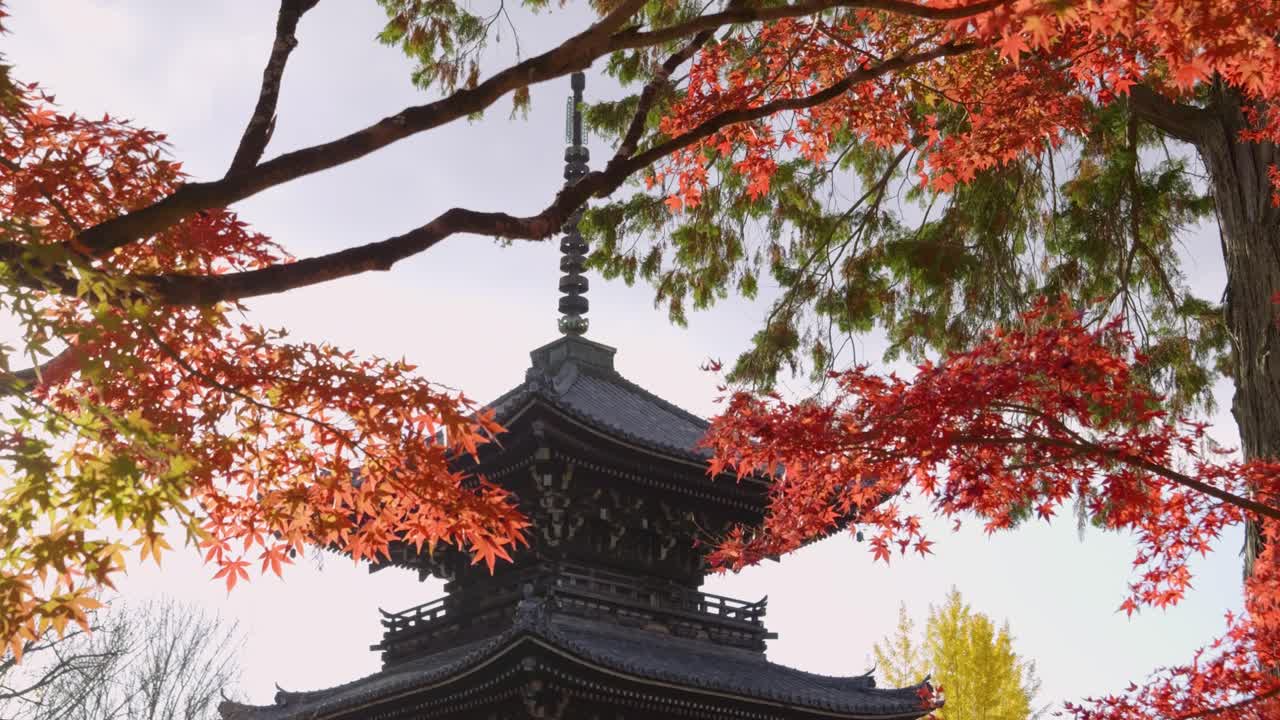 increíbles colores vibrantes del otoño con la pagoda en kyoto, japón