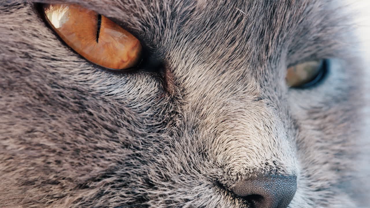 Close up of a grey British Shorthair cat's golden eyes with detailed fur and sharp reflection in the iris