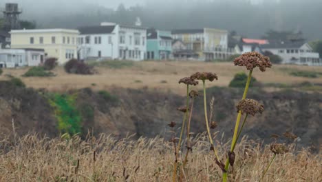 Telephoto-shot-wild-native-grasses-blowing-in-the-wind-and-the-historic-wooden-buildings-Mendicino-in-the-background-1