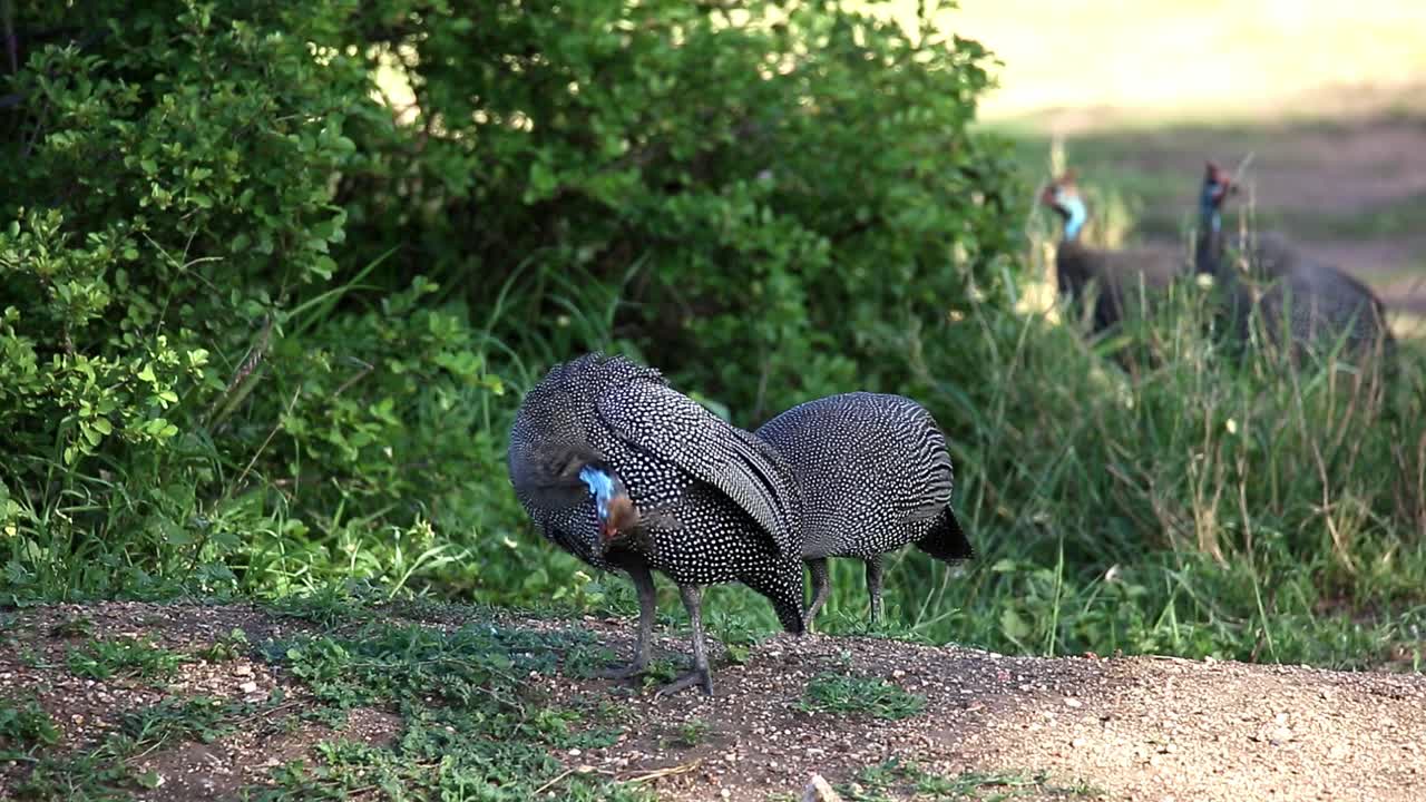 Faraona crestata alla ricerca di cibo a terra nel parco nazionale del Tarangire in Tanzania