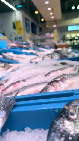 fresh fish display at a grocery store